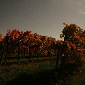 Weingarten_Mondlicht