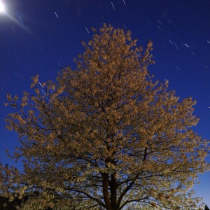 Blühender Kirschenbaum im Mondlicht bei Dürnstein, links oben der Mond