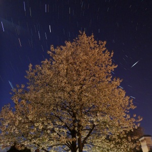 Blühender Kirschenbaum im Mondlicht bei Dürnstein mit Meteorspur